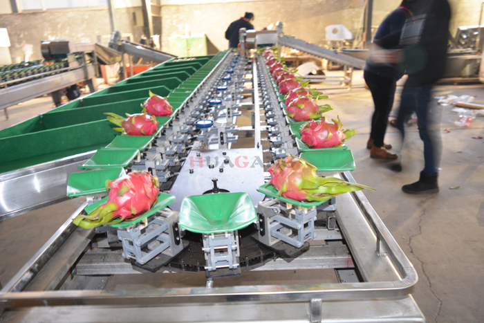 fruit sorting machine 3.jpg