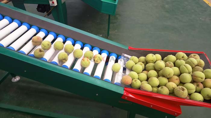 peach sorting machine 2.jpg