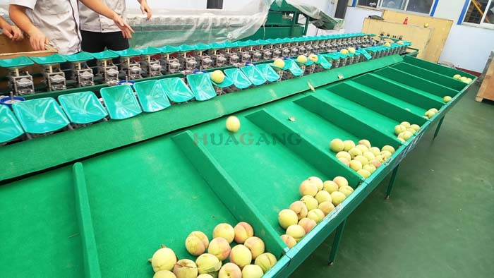 peach sorting machine 1.jpg