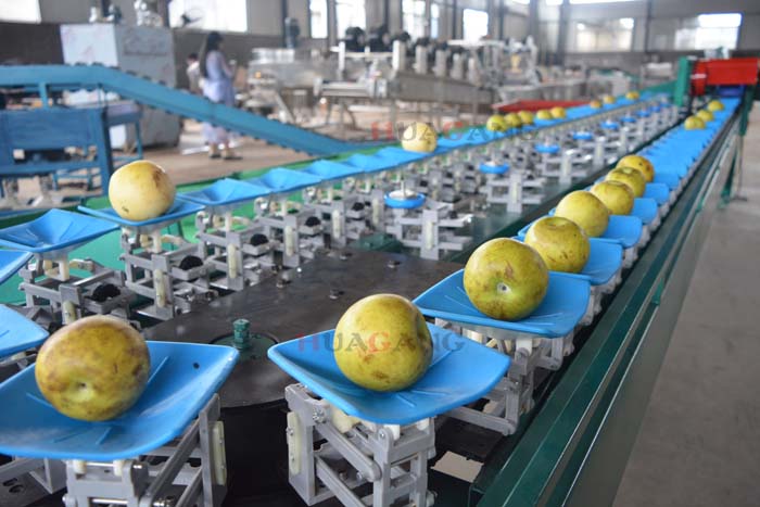 fruit sorting machine 2.jpg